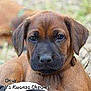 Onyx a rejoint le concours — aidez-le/la à gagner de superbes lots ! black_mouth_cur, canidae, carnivore, companion_dog, dog, dog_breed, fawn, hound, labrador_retriever, mammal, mountain_cur, puppy, rare_breed_dog, rhodesian_ridgeback, snout, sporting_group, vertebrate