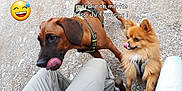 Onyx participe au concours pour gagner de l'argent avec cette photo : canidae, carnivore, companion_dog, dog, dog_breed, fawn, golden_retriever, mammal, photo_caption, pomeranian, rare_breed_dog, sporting_group, working_dog