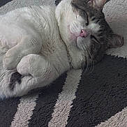 Po joined the competition — help win amazing prizes! cat, sleeping, fluffy, pet, animal, cozy, indoor, fur, whiskers, pink_nose, relaxed, curled_up, paw, striped_rug, texture, close_up, domestic_cat, resting, feline, cute