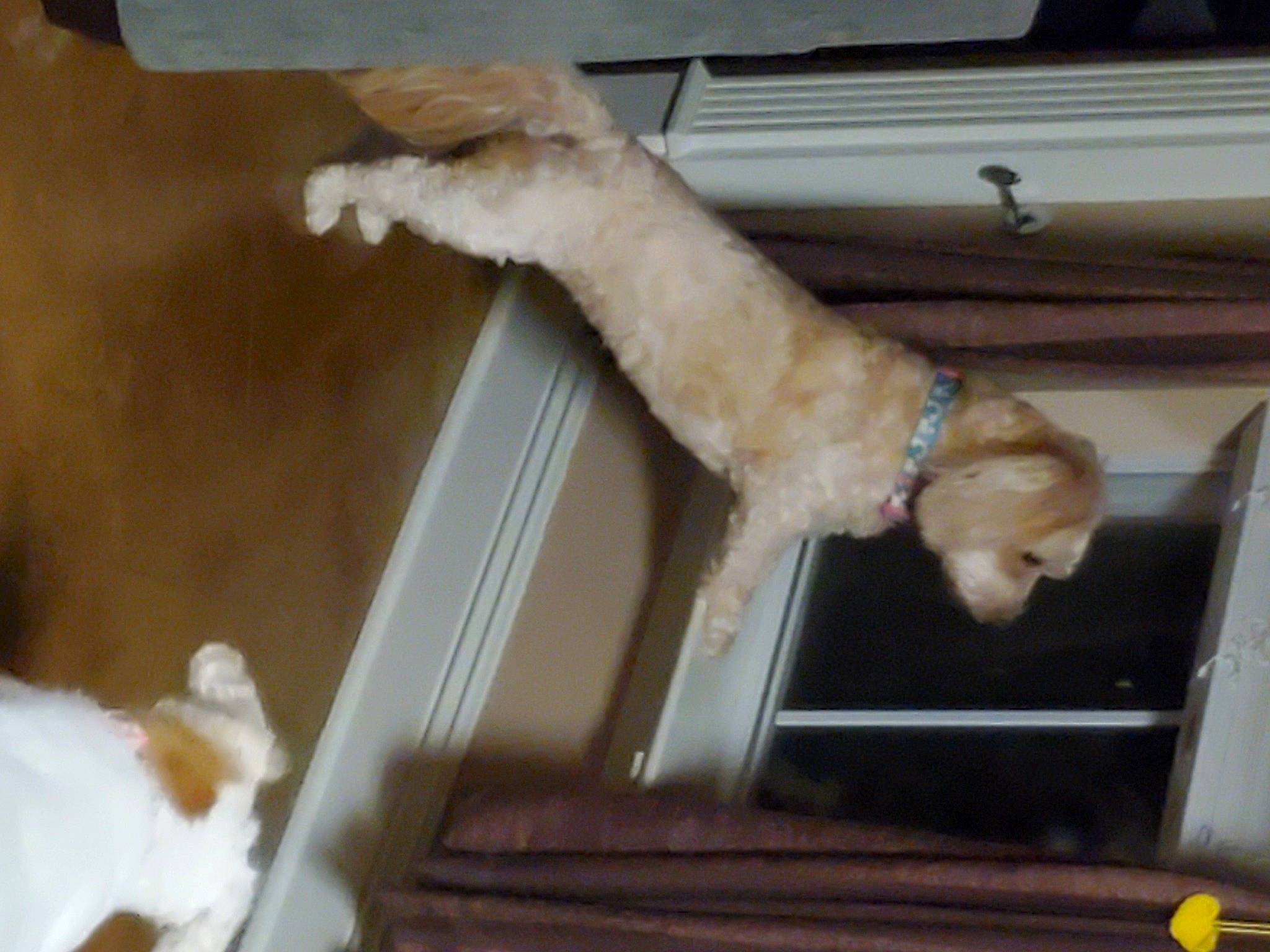 Danielle joined the competition — help win amazing prizes! carnivore, cat, claw, companion_dog, dog_breed, domestic_short_haired_cat, fawn, felidae, fur, hardwood, paw, room, small_to_medium_sized_cats, sporting_group, tail, whiskers, window, wood