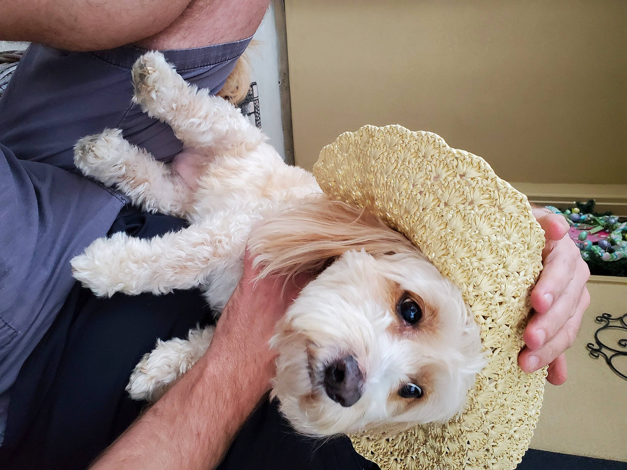 Danielle joined the competition — help win amazing prizes! carnivore, companion_dog, dog, dog_breed, dog_clothes, dog_supply, fashion_accessory, fawn, fedora, fur, glasses, hat, labradoodle, puppy_love, snout, stuffed_toy, sunglasses, terrier, toy, toy_dog