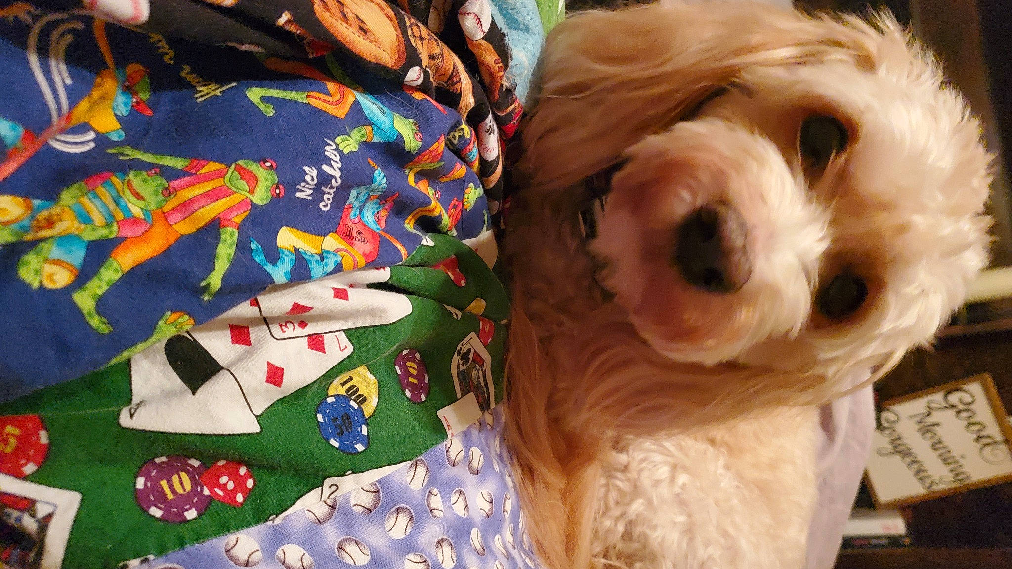 Danielle joined the competition — help win amazing prizes! carnivore, companion_dog, dog, dog_breed, dog_clothes, dog_collar, dog_supply, fawn, fur, linens, liver, pattern, small_terrier, snout, sporting_group, stuffed_toy, terrier, toy, toy_dog, working_animal