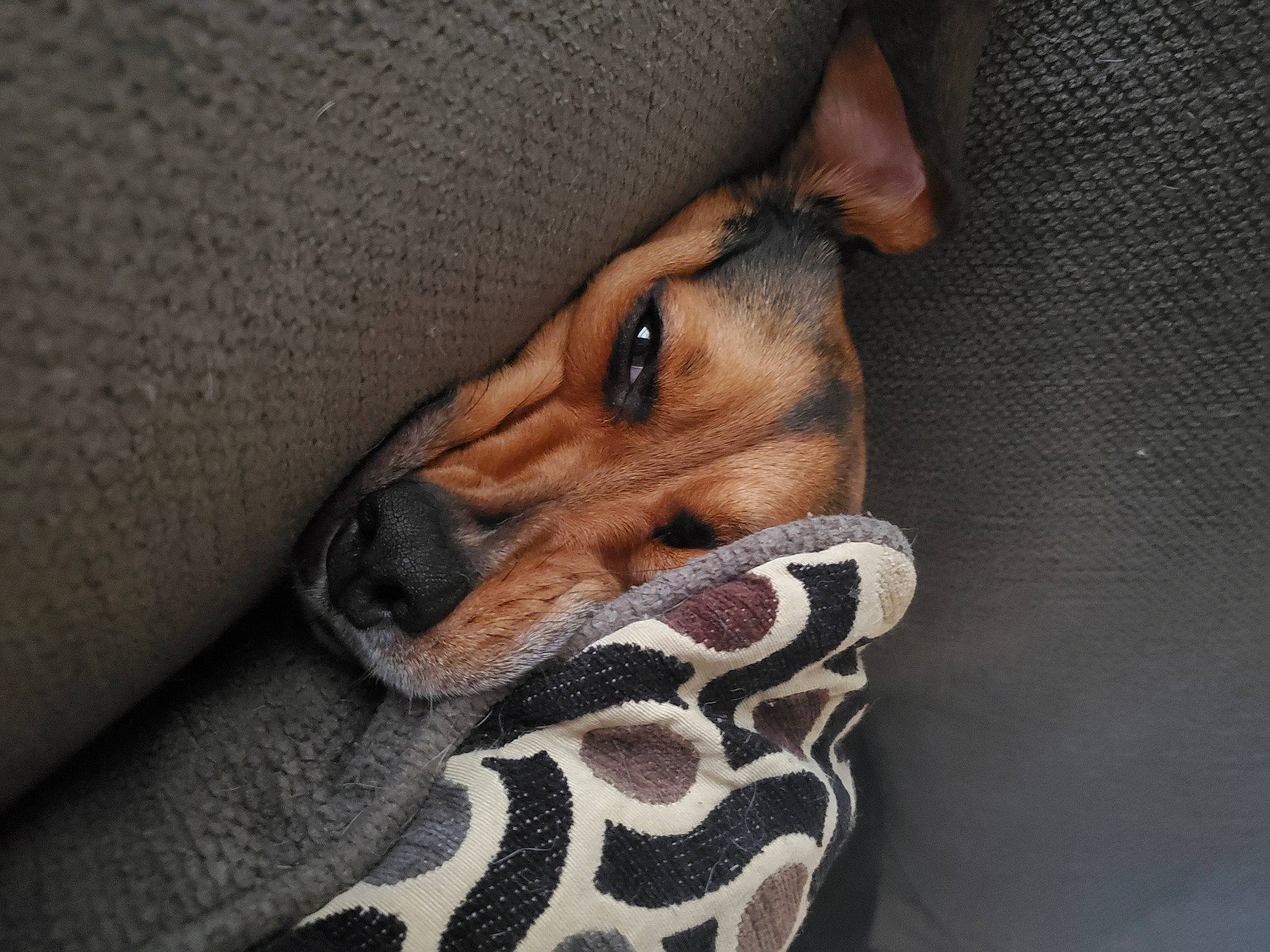 Cricket joined the competition — help win amazing prizes! canidae, carnivore, comfort, companion_dog, dog, dog_bed, dog_breed, dog_supply, fawn, flooring, fur, guard_dog, linens, paw, snout, whiskers