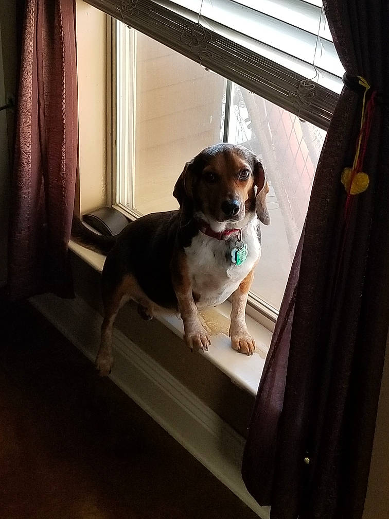 Cricket joined the competition — help win amazing prizes! canidae, carnivore, collar, companion_dog, couch, curtain, dog, dog_breed, dog_supply, fawn, floor, flooring, hound, pet_supply, room, scent_hound, snout, sporting_group, vehicle_door, wood