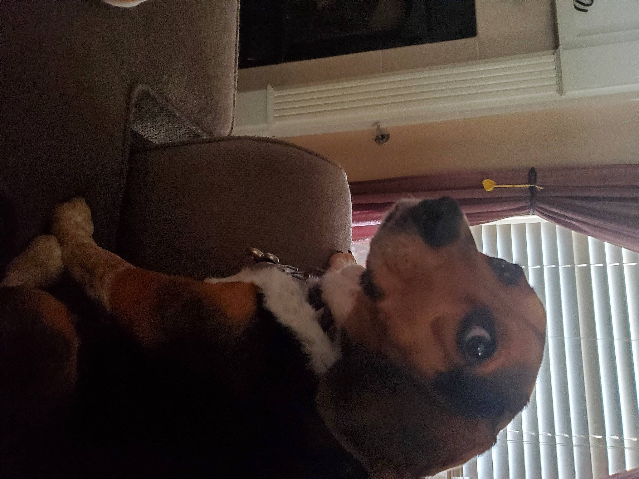 Cricket joined the competition — help win amazing prizes! beard, carnivore, chest, comfort, companion_dog, dog, dog_breed, elbow, eye, fawn, flooring, head, human_leg, jaw, mouth, room, shoulder, snout, trunk, wood