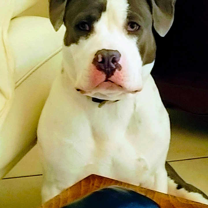 Blue participe au concours pour gagner de l'argent avec cette photo : animal, bostonbull, boxer, bulldog, canine, computerhardware, cushion, dog, electronics, hardware, homedecor, hound, monitor, pet, pitbull, pointer, puppy, screen, snout, text