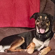 Church joined the competition — help win amazing prizes! dog, couch, blanket, indoor, pet, canine, brown, black, tan, relaxed, smiling, tongue_out, furniture, collar, domestic_animal, resting, animal, living_room, cozy, happy