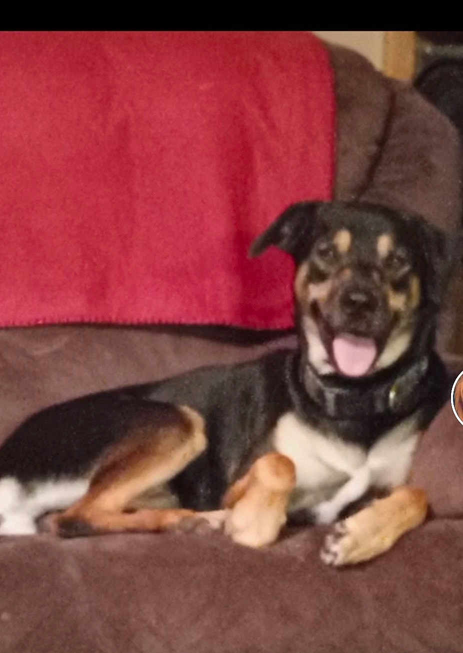 Church joined the competition — help win amazing prizes! dog, couch, blanket, indoor, pet, canine, brown, black, tan, relaxed, smiling, tongue_out, furniture, collar, domestic_animal, resting, animal, living_room, cozy, happy