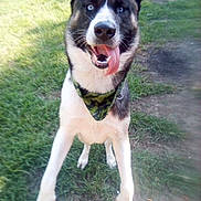 Richard joined the competition — help win amazing prizes! dog, canine, animal, outdoor, grass, tongue_out, blue_eyes, playing, pet, happy, muzzle, ears, paws, fur, collar, jumping, nature, daylight, excited, bandana