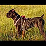 dog, black_dog, grass, field, outdoor, animal, pet, harness, collar, nature, sunlight, standing, alert, canine, mammal, side_view, summer, green, leaves, wild