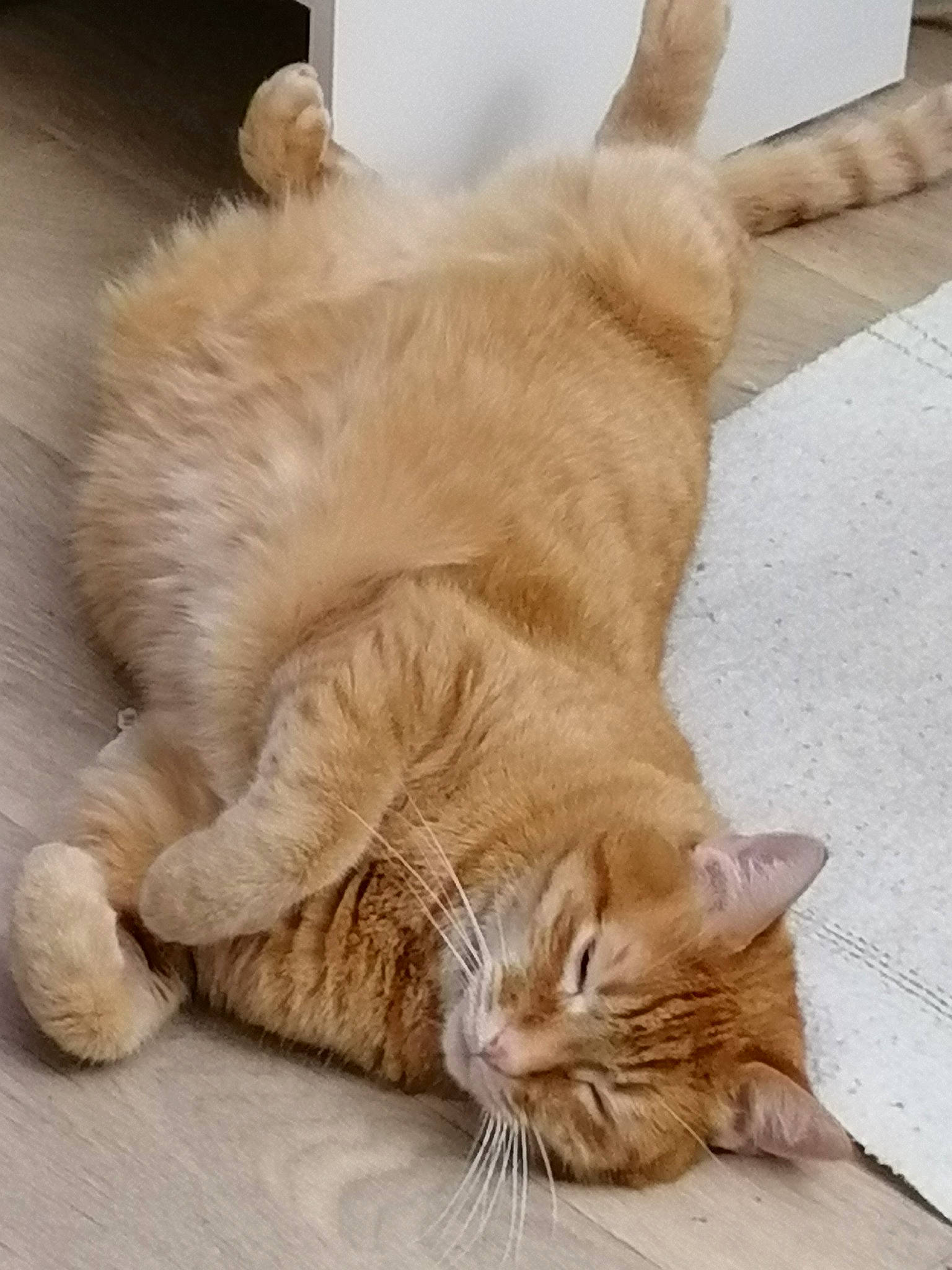 Caramel participe au concours pour gagner de l'argent avec cette photo : carnivore, cat, claw, comfort, domestic_short_haired_cat, fawn, felidae, flooring, foot, fur, nap, paw, sleep, small_to_medium_sized_cats, snout, tail, terrestrial_animal, whiskers, wood