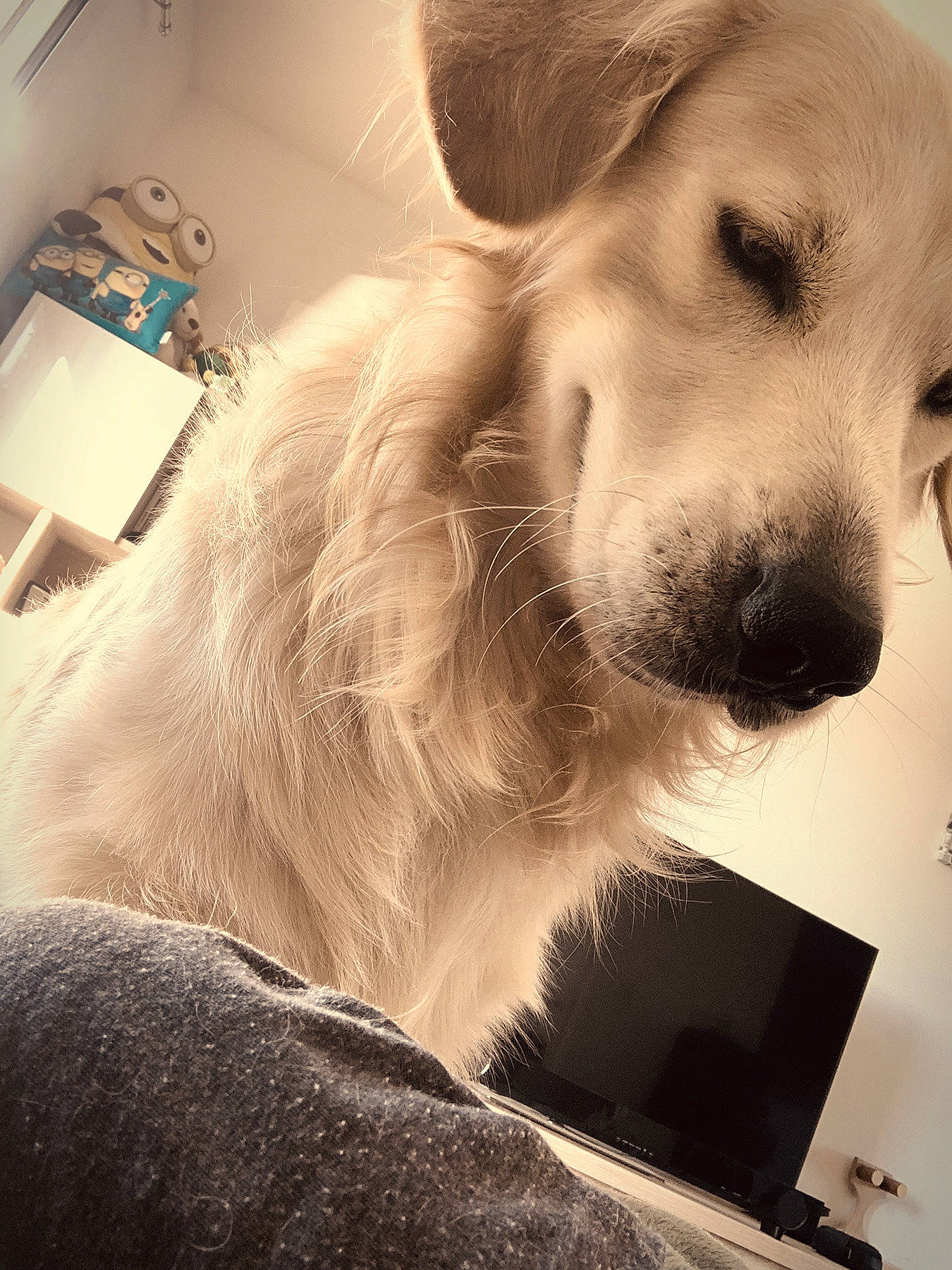 Loki a rejoint le concours — aidez-le/la à gagner de superbes lots ! canidae, carnivore, cloud, comfort, companion_dog, dog, dog_breed, ear, fawn, fur, happy, monochrome, monochrome_photography, puppy_love, selfie, snout, sporting_group, stock_photography, tints_and_shades, whiskers