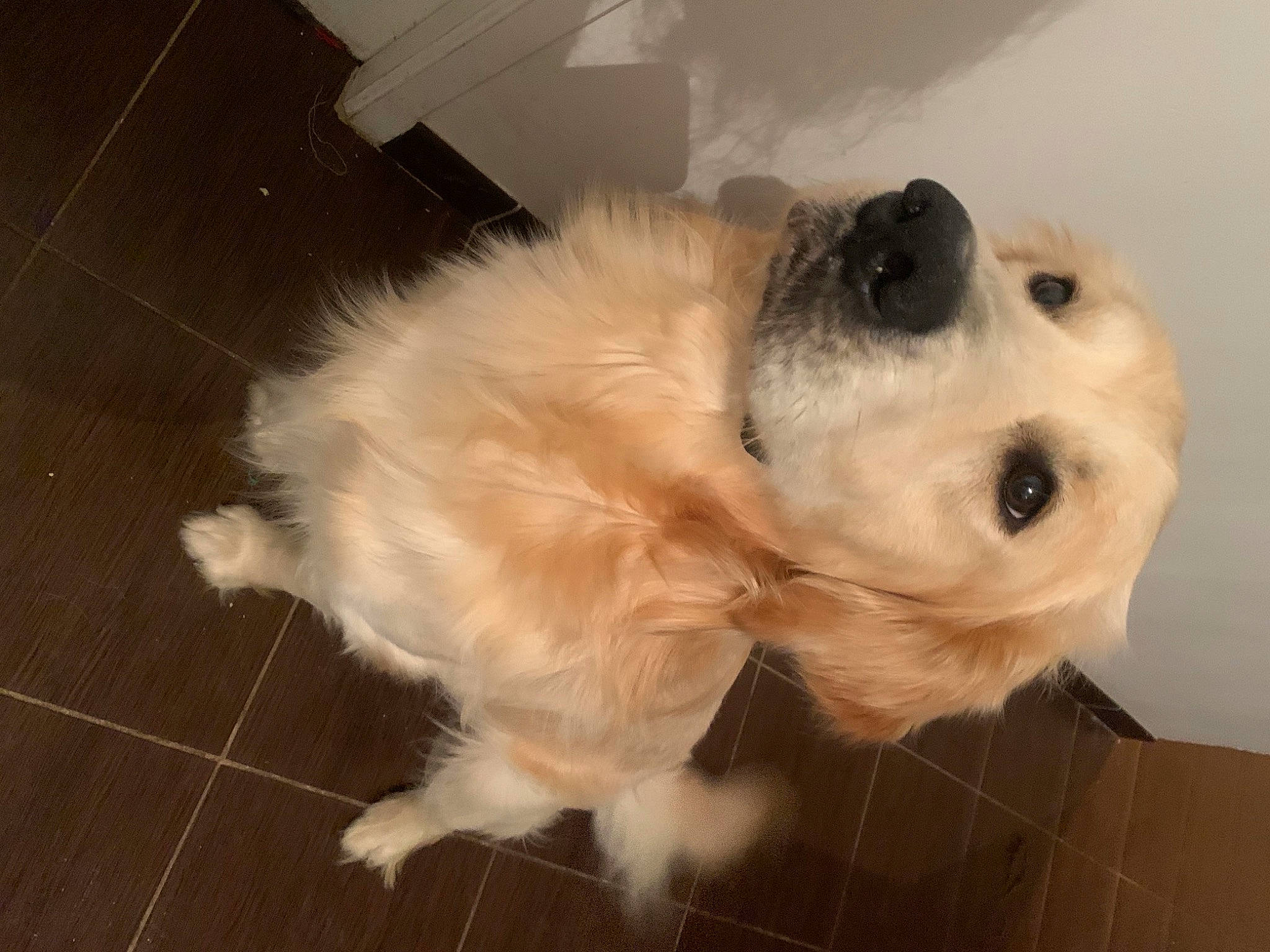 Loki participe au concours pour gagner de l'argent avec cette photo : carnivore, companion_dog, dog, dog_breed, dog_supply, eyewear, flooring, fur, hardwood, non_sporting_group, paw, puppy_love, small_terrier, sunglasses, terrier, tile_flooring, toy_dog, whiskers, wood, working_animal