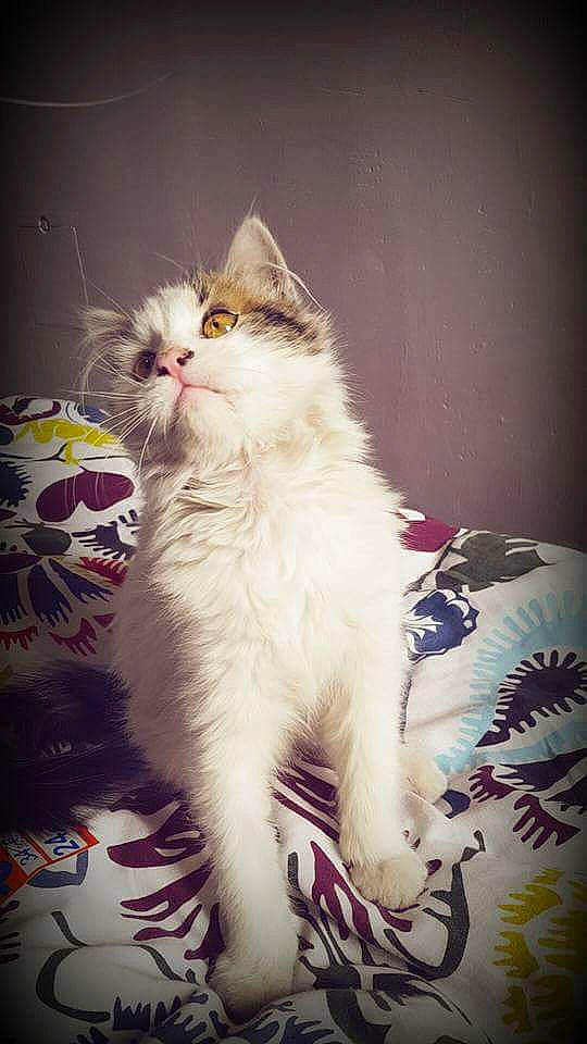 Milka participe au concours pour gagner de l'argent avec cette photo : art, carnivore, cat, claw, darkness, event, felidae, fur, paw, sitting, small_to_medium_sized_cats, snout, tail, whiskers, window