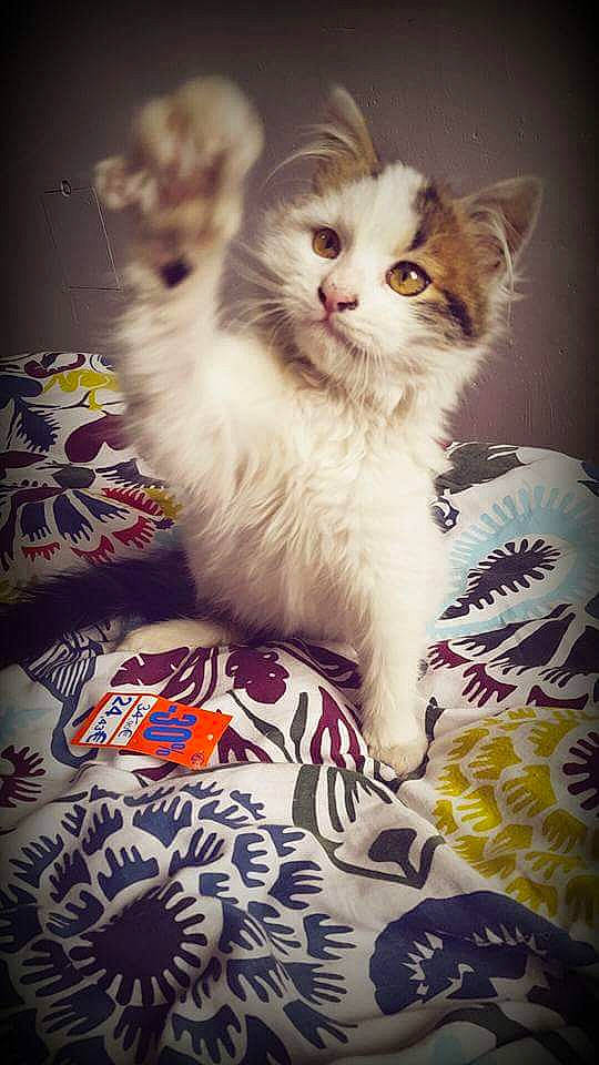 Milka participe au concours pour gagner de l'argent avec cette photo : british_longhair, carnivore, cat, claw, fawn, felidae, fur, paw, sitting, small_to_medium_sized_cats, surprised, tail, terrestrial_animal, whiskers, white