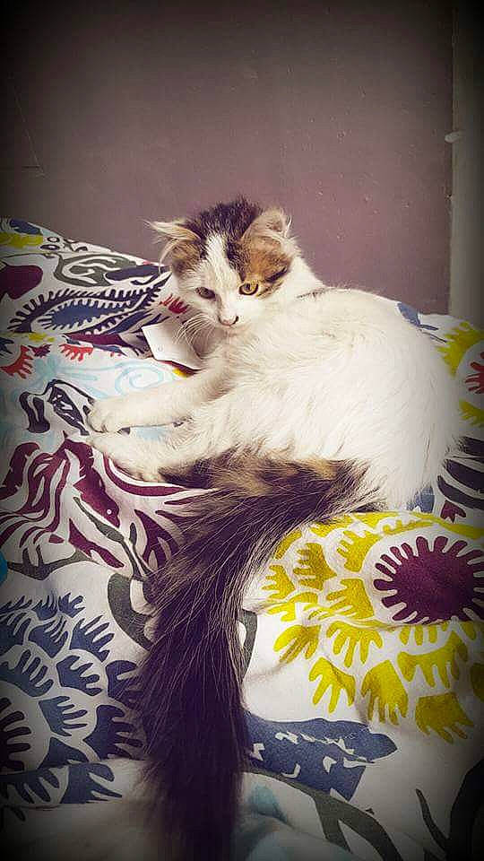 Milka a rejoint le concours — aidez-le/la à gagner de superbes lots ! art, bed, carnivore, cat, comfort, felidae, fur, linens, magenta, pattern, paw, plant, small_to_medium_sized_cats, tail, whiskers