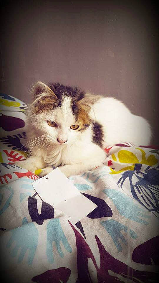 Milka a rejoint le concours — aidez-le/la à gagner de superbes lots ! box, carnivore, cat, child, cloud, comfort, domestic_short_haired_cat, felidae, flooring, fur, happy, linens, love, pattern, paw, petal, room, small_to_medium_sized_cats, tail, whiskers