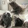 Neyo a rejoint le concours — aidez-le/la à gagner de superbes lots ! black_and_white, british_longhair, british_semi_longhair, carnivore, cat, domestic_long_haired_cat, felidae, fur, kitten, maine_coon, norwegian_forest_cat, paw, persian, ragamuffin, ragdoll, siberian, small_to_medium_sized_cats, snout, tail, whiskers