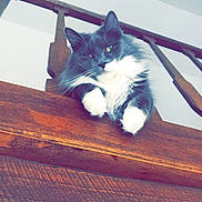 Neyo a rejoint le concours — aidez-le/la à gagner de superbes lots ! carnivore, cat, domestic_short_haired_cat, felidae, flooring, fur, kitten, sky, small_to_medium_sized_cats, tail, whiskers, wood