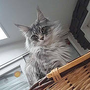 Saïko participe au concours pour gagner de l'argent avec cette photo : angora, animal, architecture, art, balcony, basket, building, cat, furniture, hardwood, homedecor, indoors, interiordesign, kitten, livingroom, outdoors, pet, room, window, wood