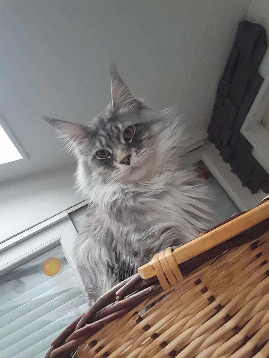 Saïko