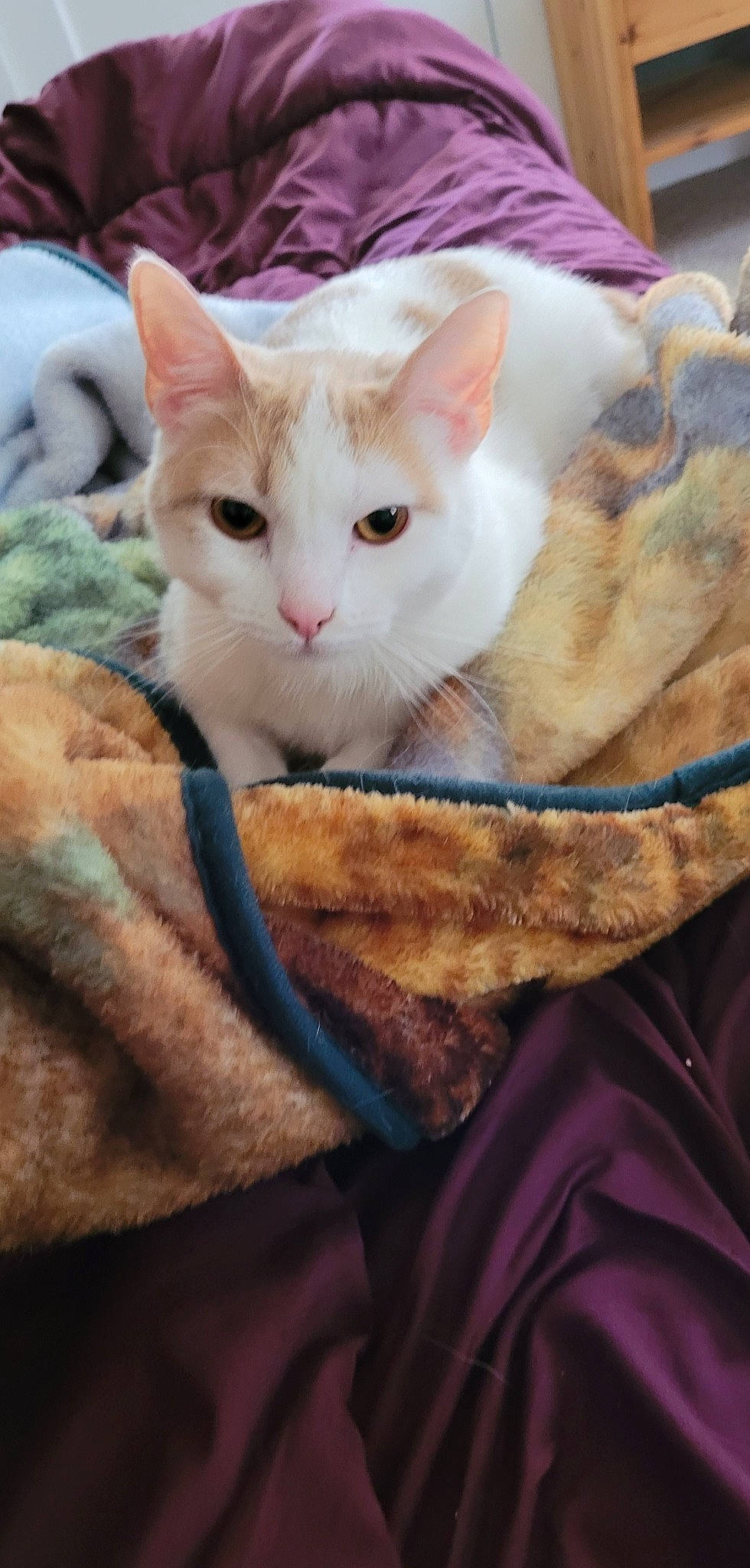 Apollo joined the competition — help win amazing prizes! blanket, carnivore, cat, claw, close_up, comfort, domestic_short_haired_cat, ear, fawn, felidae, fur, linens, nap, paw, sleep, small_to_medium_sized_cats, snout, tail, textile, whiskers