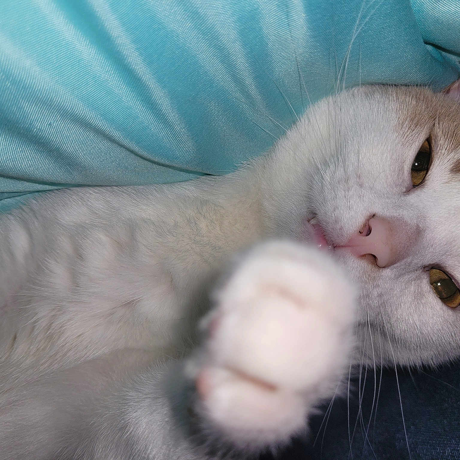 Apollo