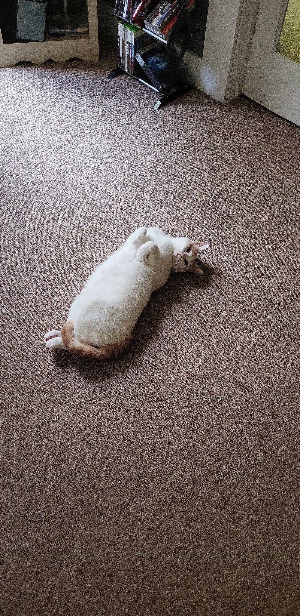 Apollo is registered to the contest to win money with this photo: asphalt, carnivore, carpet, cat, comfort, companion_dog, dog_breed, fawn, felidae, floor, flooring, grey, hardwood, human_leg, paw, road_surface, small_to_medium_sized_cats, tail, whiskers, wood