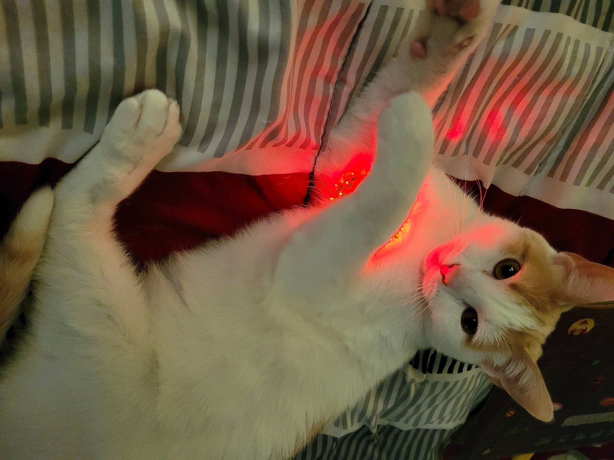 Apollo joined the competition — help win amazing prizes! canidae, carnivore, cat, claw, comfort, companion_dog, dog_breed, fawn, felidae, fur, head, room, sleeve, small_to_medium_sized_cats, snout, sporting_group, tail, textile, whiskers