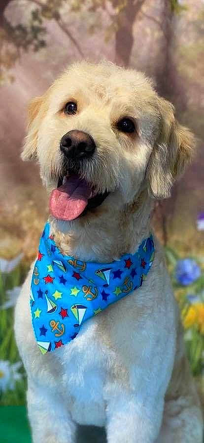 Happy is registered to the contest to win money with this photo: canidae, carnivore, collar, companion_dog, dog, dog_breed, dog_clothes, dog_collar, dog_supply, electric_blue, fawn, fur, leash, pet_supply, plant, smile, snout, sporting_group, toy_dog, working_animal