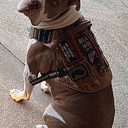 Styles joined the competition — help win amazing prizes! dog, pitbull, service_dog, harness, vest, patches, american_flag, brown_and_white, head_tilt, looking_back, sitting, concrete, porch, collar, ears, eyes, companion, attentive, portrait, paw