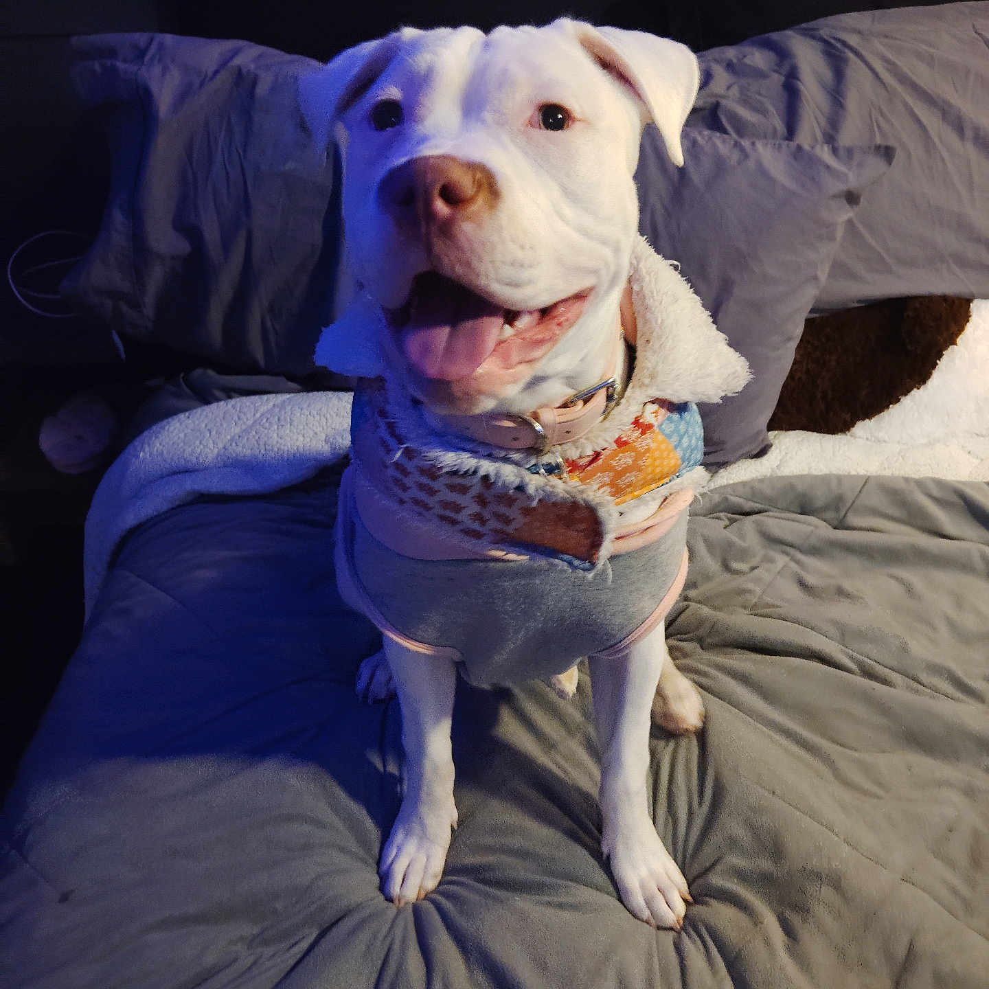 Diane joined the competition — help win amazing prizes! animal, bed, bedroom, blanket, bulldog, canine, couch, cushion, dog, furniture, homedecor, hound, indoors, labradorretriever, linen, pet, pitbull, pointer, puppy, room