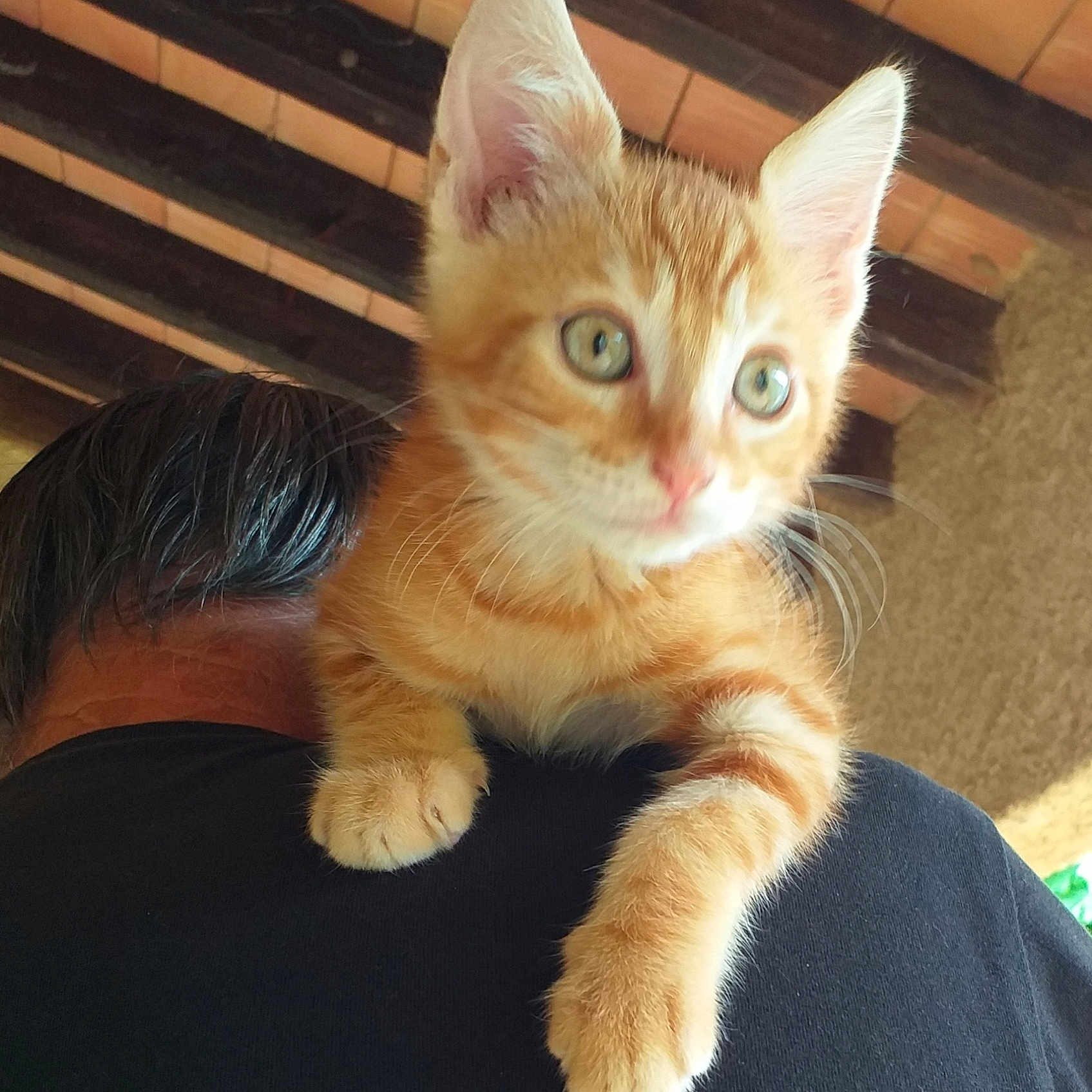 Garfield participe au concours pour gagner de l'argent avec cette photo : abyssinian, adult, animal, cat, head, kitten, male, man, manx, person, pet, plywood, wood