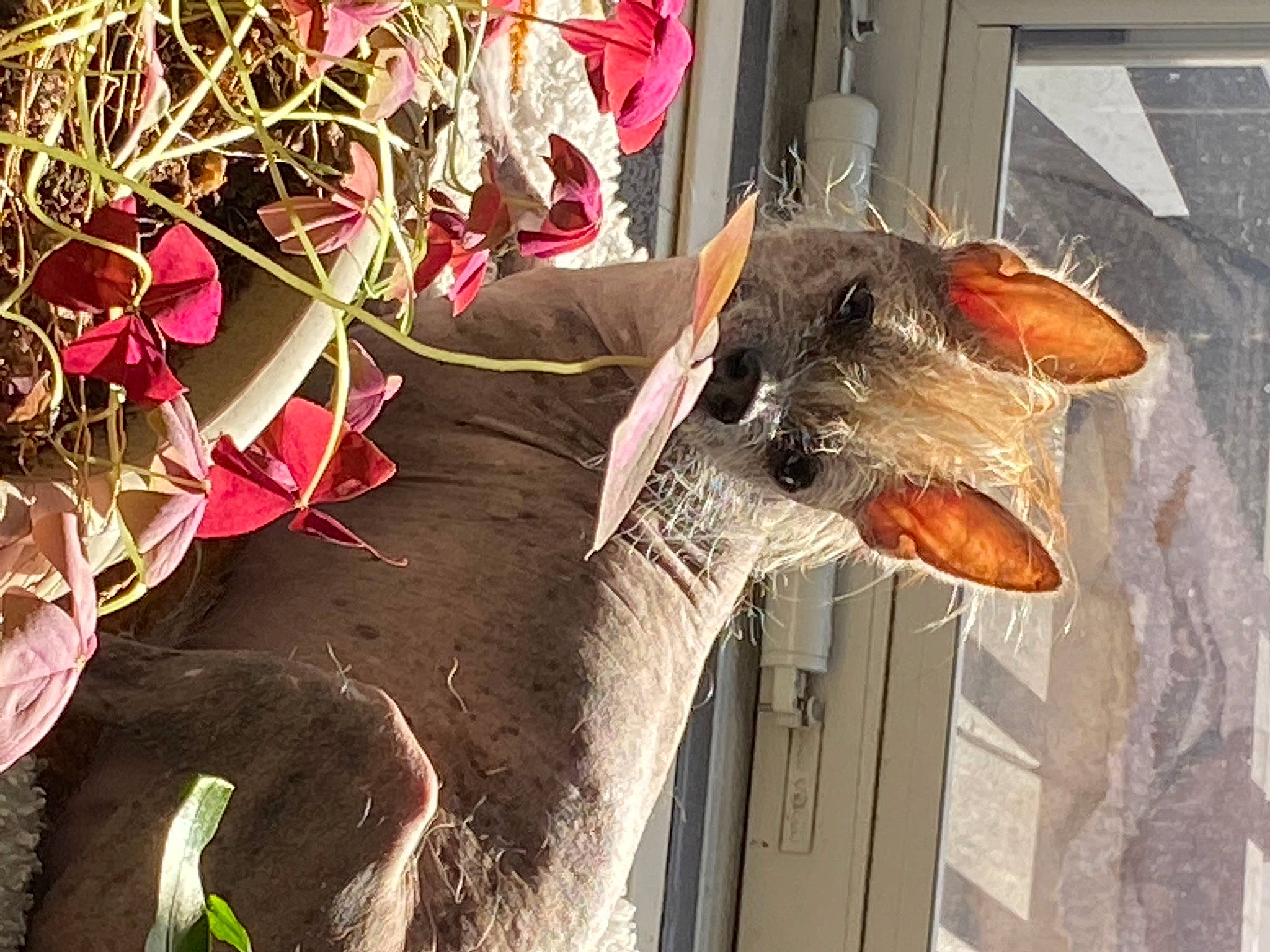 Winston joined the competition — help win amazing prizes! bat, beak, carmine, fawn, feather, floral_design, floristry, flower, flower_arranging, fur, organism, petal, plant, tail, tree, twig, whiskers, window, wing, wood