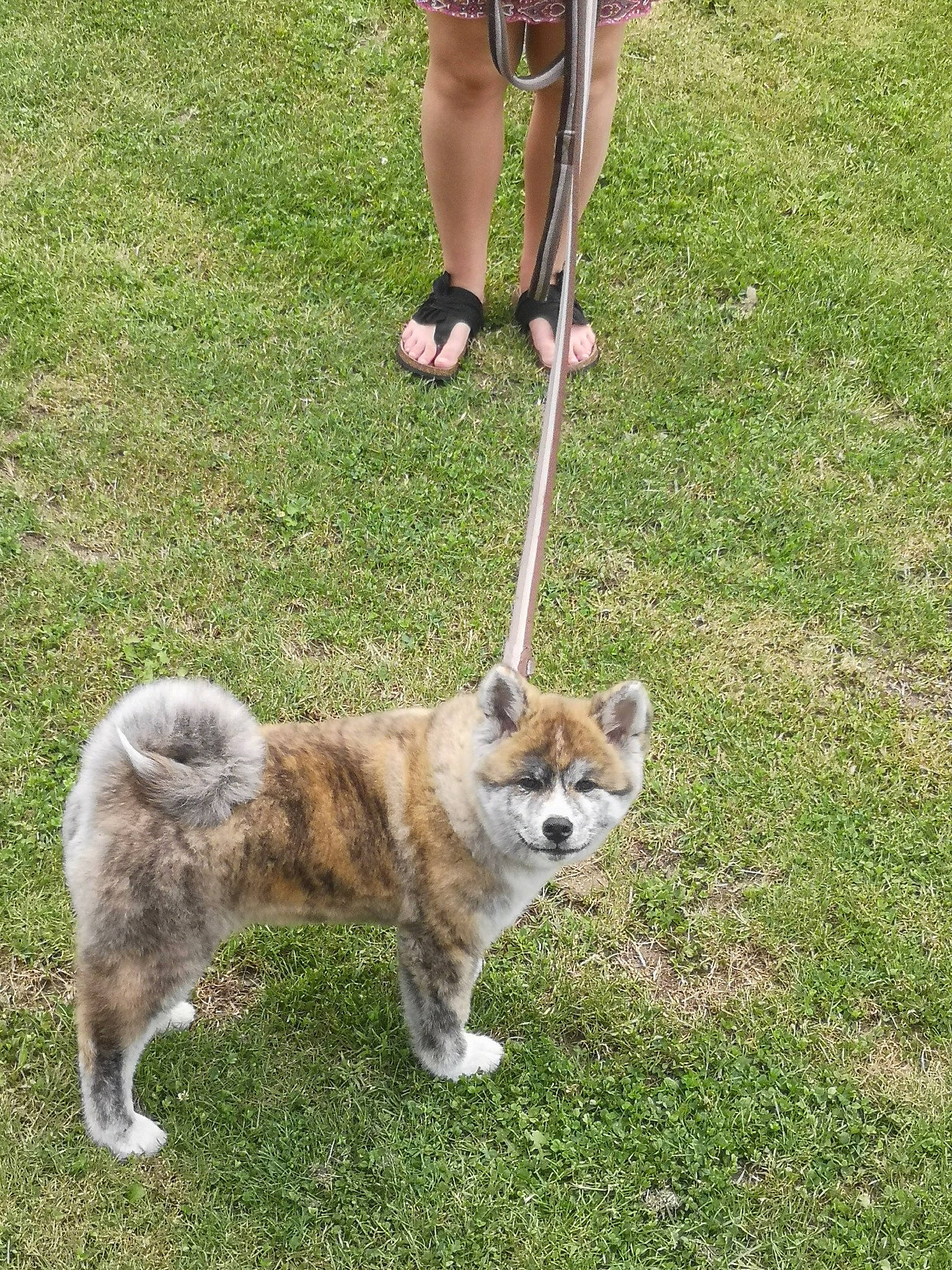 Tamka a rejoint le concours — aidez-le/la à gagner de superbes lots ! canis, carnivore, collar, companion_dog, dog, dog_breed, fawn, foot, fox, grass, human_leg, leash, pet_supply, shorts, snout, sporting_group, tail, terrestrial_animal, thigh, wildlife