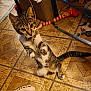 box, brown_floor, cat, collar, curious, domestic_animal, ears, feline, floor, household, indoor, paws, pet, pet_toy, playful, striped, tabby_cat, tail, toy, whiskers