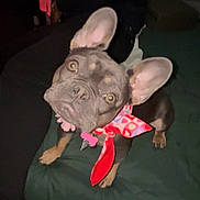 Lady is registered to the contest to win money with this photo: dog, french_bulldog, pet, animal, scarf, ears, brown, black, blanket, indoor, curious, cute, looking_up, collar, heart_pattern, small_dog, companion, domestic, fur, canine