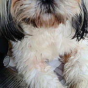 Bella joined the competition — help win amazing prizes! animal, beige_fur, checkered_pattern, close_up, companion, curious_look, cute, dark_ears, dog, domestic, fabric, fluffy, indoor, instruction_sheet, label, lying_down, pet, relaxed, soft_fur, white_fur