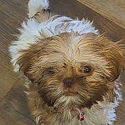 Beanie is registered to the contest to win money with this photo: adorable, animal, brown, canine, collar, companion, cute, dog, domestic_animal, fluffy, friendly, fur, indoor, looking_up, pet, puppy, small_dog, white, wooden_floor, young_dog