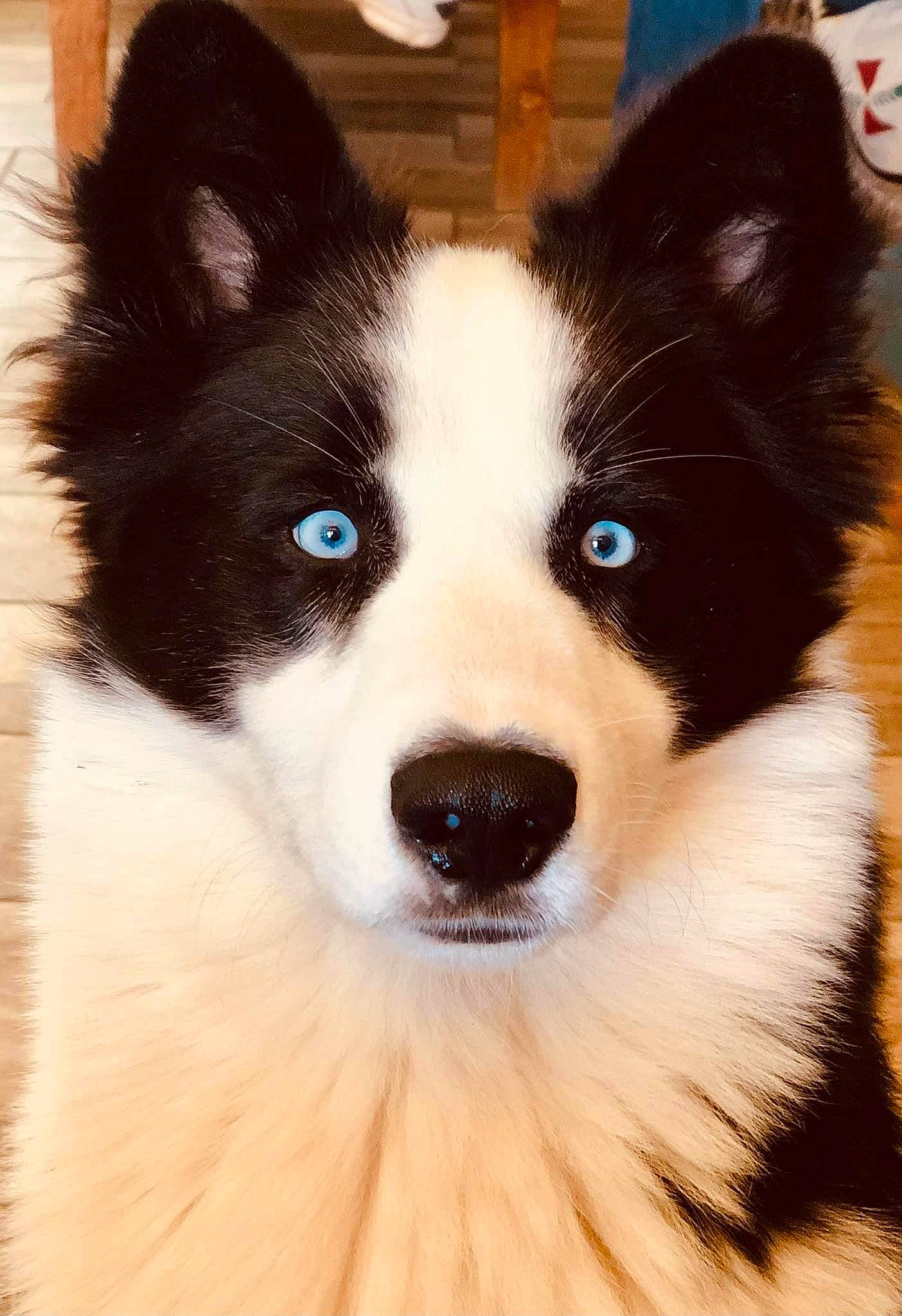 Seekoo a rejoint le concours — aidez-le/la à gagner de superbes lots ! ancient_dog_breeds, carnivore, companion_dog, dog, dog_breed, fur, herding_dog, snout, sporting_group, terrestrial_animal, whiskers, working_animal, working_dog