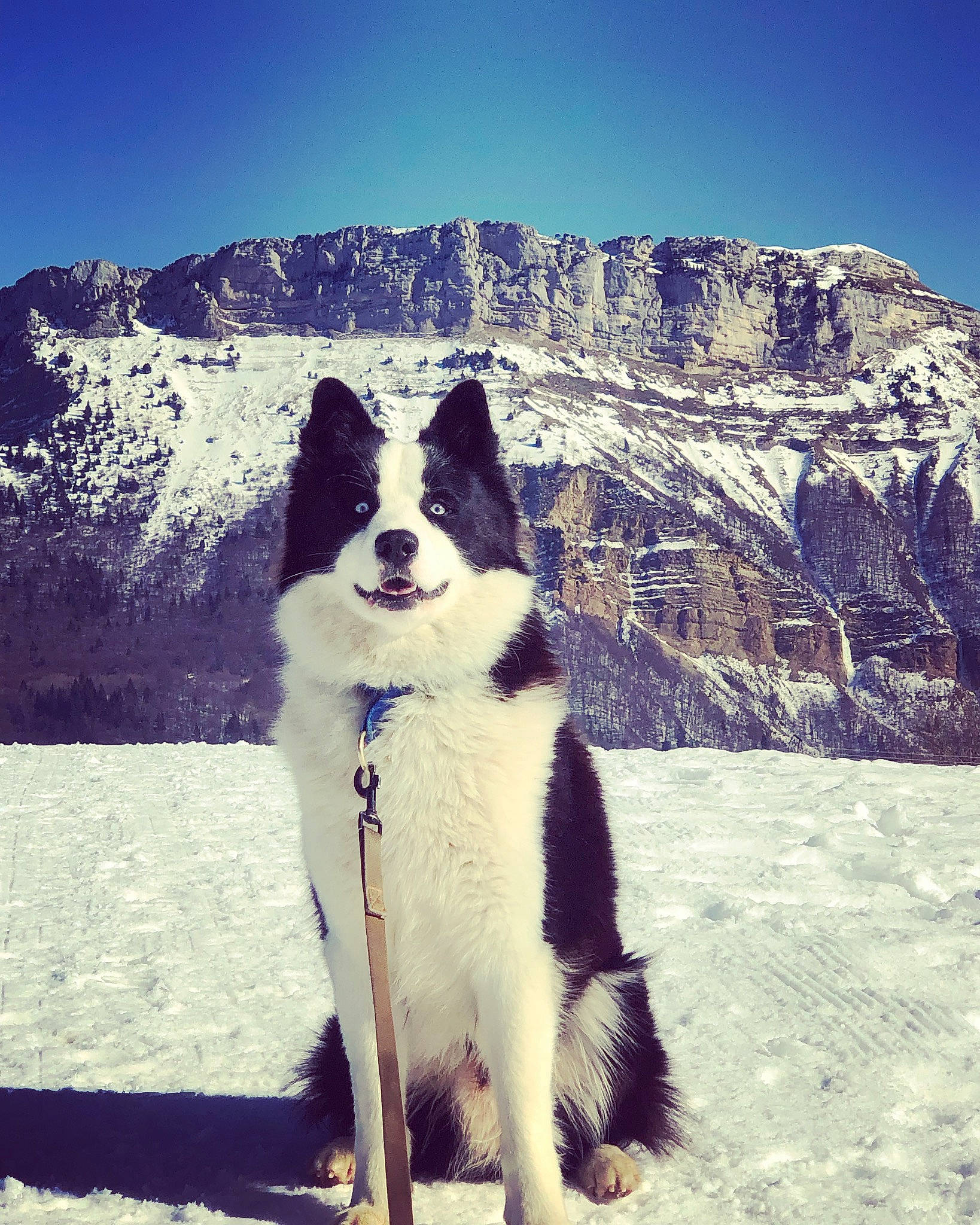 Seekoo a rejoint le concours — aidez-le/la à gagner de superbes lots ! canidae, carnivore, companion_dog, dog, dog_breed, freezing, fur, giant_dog_breed, happy, herding_dog, mountain, recreation, sky, slope, snout, snow, sporting_group, tail, walking, winter