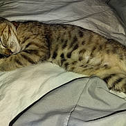 Clingy joined the competition — help win amazing prizes! kitten, sleeping, tabby, cat, bed, blanket, fur, animal, pet, cozy, resting, cute, domestic_cat, whiskers, relaxed, young_cat, indoor, soft, striped, peaceful