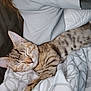 Clingy is registered to the contest to win money with this photo: cat, tabby, sleeping, cozy, blanket, pillow, indoor, pet, fur, whiskers, relaxed, cute, animal, resting, soft, striped, closeup, domestic, comfort, nap