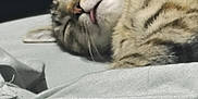 Clingy is registered to the contest to win money with this photo: cat, tabby, sleeping, tongue_out, cozy, blanket, fur, whiskers, closeup, indoor, relaxation, pet, cute, animal, nap, soft, comfort, resting, feline, peaceful