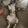 Arya Stark participe au concours pour gagner de l'argent avec cette photo : kitten, cat, lying_down, paw, striped_pillow, couch, feline, relaxed, indoor, pet, fur, whiskers, cute, animal, sleepy, young, tabby, cozy, resting, domestic