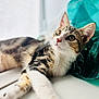 cat, tabby_cat, white_paws, curious, lounging, indoor, plastic_bag, teal_color, soft_light, close_up, whiskers, animal, pet, feline, looking_away, relaxed, fur, cute, domestic_cat, portrait