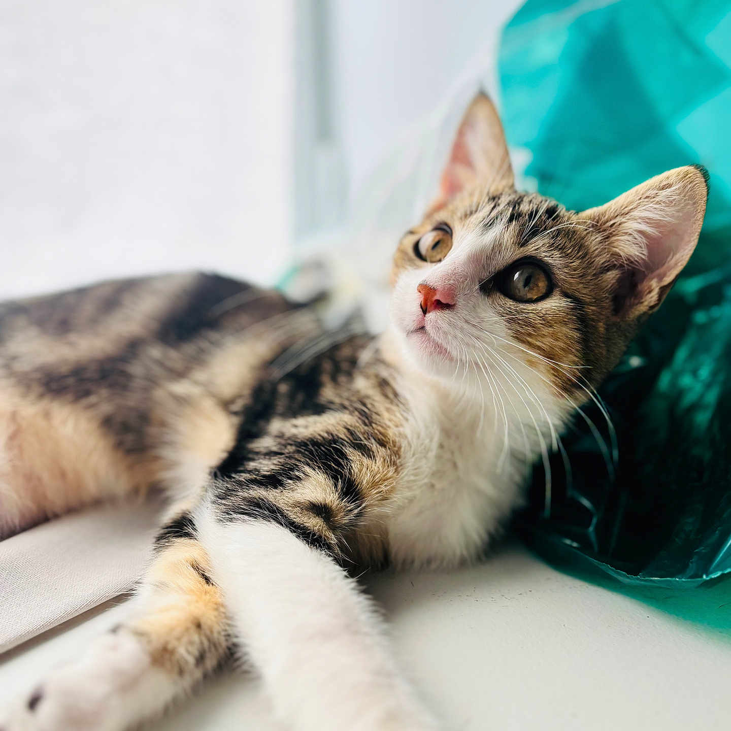 Arya Stark participe au concours pour gagner de l'argent avec cette photo : animal, cat, close_up, curious, cute, domestic_cat, feline, fur, indoor, looking_away, lounging, pet, plastic_bag, portrait, relaxed, soft_light, tabby_cat, teal_color, whiskers, white_paws