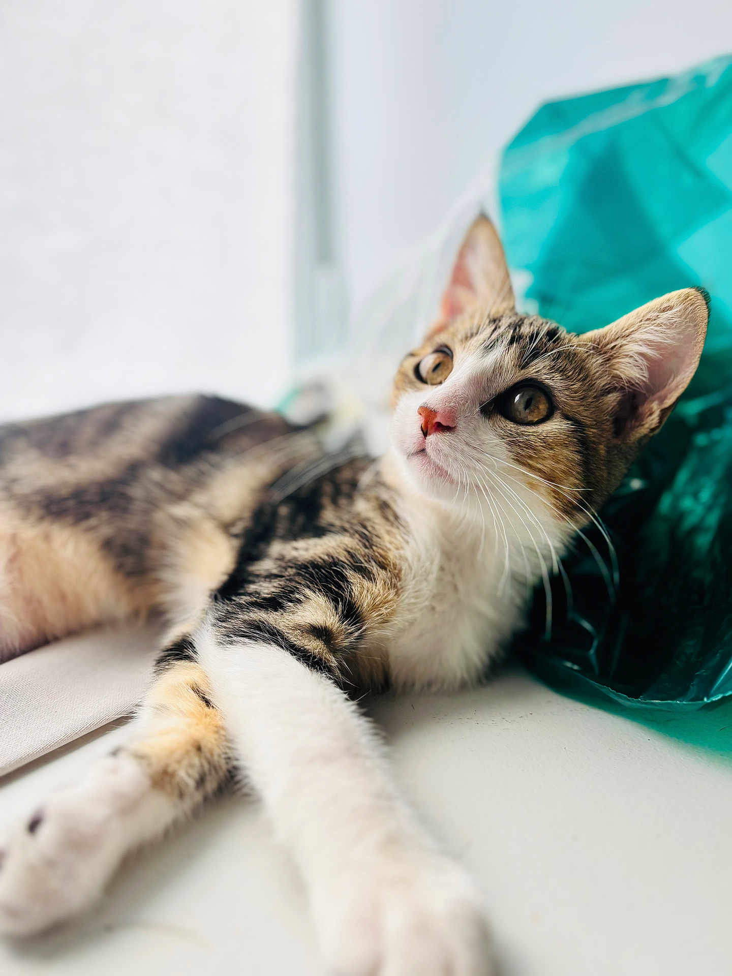 Arya Stark participe au concours pour gagner de l'argent avec cette photo : cat, tabby_cat, white_paws, curious, lounging, indoor, plastic_bag, teal_color, soft_light, close_up, whiskers, animal, pet, feline, looking_away, relaxed, fur, cute, domestic_cat, portrait