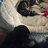 Arya Stark participe au concours pour gagner de l'argent avec cette photo : cat, dog, pet_bed, sleeping, tabby_cat, black_dog, cozy, indoor, fluffy, resting, animal, domestic, furry, bedroom, quiet, companion, relaxing, soft, comfort, home