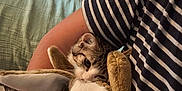 Arya Stark participe au concours pour gagner de l'argent avec cette photo : kitten, cat, plush_toy, bunny, stuffed_animal, striped_shirt, arm, cuddle, cozy, indoor, pet, soft_toy, comfort, human, feline, snuggle, brown, white, fur, resting
